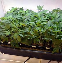 ¿Cómo hacer esquejes de marihuana y crear una planta madre?