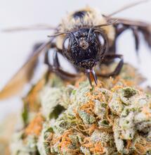 ¿Cómo usar propóleo para combatir hongos y virus en el cannabis?