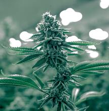 Tips para proteger a la marihuana.