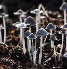 The Promise of Psilocybin Mushrooms