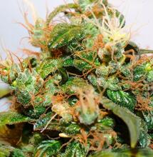 Puerto Rico inicia discusión para legalizar cannabis