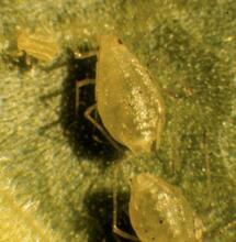 Prevención y combate de pulgones en la marihuana