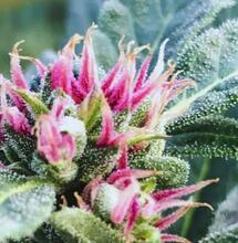 Punto Rojo pure sativa cannabis strain