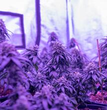 Purple Haze, características de la variedad más conversada