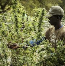 Escoge la mejor variedad de cannabis.
