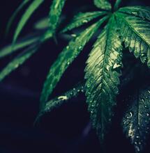 ¿Qué Pasa Cuando Se Inunda el Sustrato de Tu Planta de Marihuana?