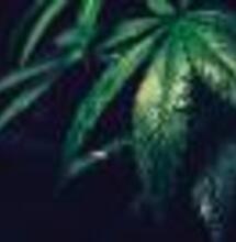 Sustrato de cultivo Hesi GrowMix