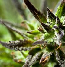 Función de los quelatos y aminoácidos en la marihuana.