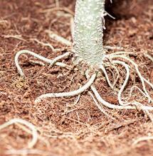 Quita las orugas de la marihuana del balcón