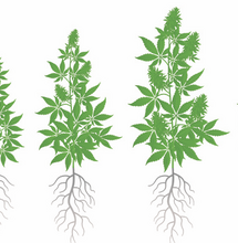 Cómo potenciar la raíz del cannabis. 