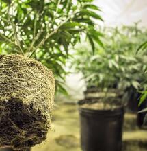 ¿Cuál es la temperatura óptima para las raíces en el cultivo de cannabis?