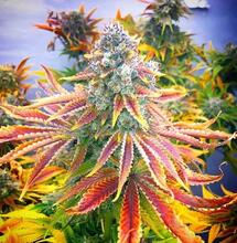 Rainbow Kush