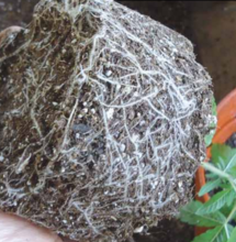 Propiedades antiinflamatorias y contra el dolor de la raíz del cannabis. 