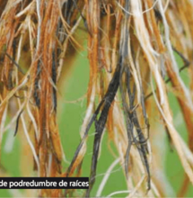 Patógenos en la raíz del cannabis: detección y solución