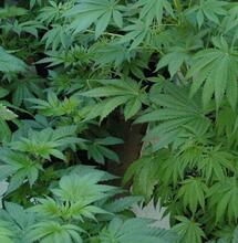 Ralentizar el crecimiento: frena al cannabis en vegetativo