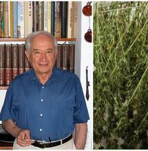Raphael Mechoulam, Pioneer of Cannabis Research