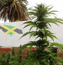 CANNABIS EN LA CULTURA RASTAFARI Y AFRICANA