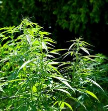 una planta de marihuana en verano 