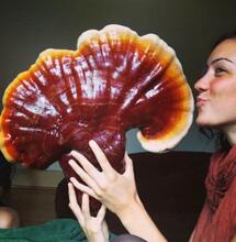 The King of Mushrooms