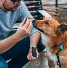 University of Chile: CBD Can Help Shrink Tumors in Dogs