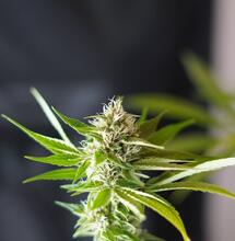 what determines the unique strong smell of cannabis?