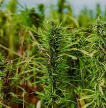 Researchers Take on Fusarium Head Blight Disease in Hemp