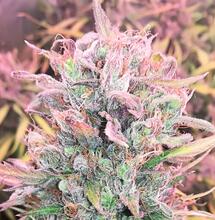 Cultivo avanzado con luz ultravioleta