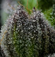 Primer plano de un cogollo de cannabis con tricomas brillantes bajo luz solar intensa, ilustrando el efecto del calor extremo en la resina.