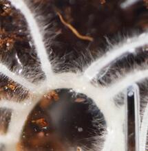 Retour aux bases: les besoins des plantes