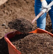 Lombrices californianas enriquecen sustrato de marihuana usado.