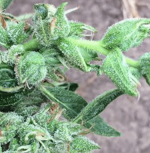 Vamos a revegetar, mi amor - Cómo hacer varias cosechas con la misma planta