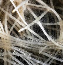 Rhizophagus irregularis: crecimiento y calidad del cannabis