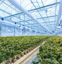 Portogallo: tonnellate di cannabis ma non per i locali