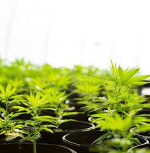 Riego: que la marihuana tome lo justo y necesario