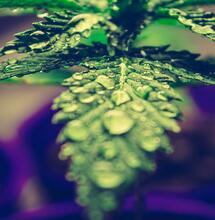 Riego foliar de marihuana: cuidados.