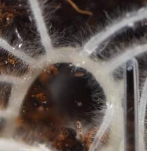 Ritorno alle origini