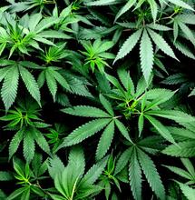 ¿Por qué cultivar cannabis con rizobacterias?