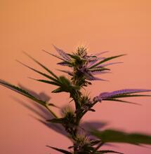 Recetas de expertos: el cultivo artesanal de Sativa World y Ripper Seeds