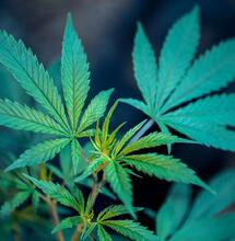 Un French Grower aux USA