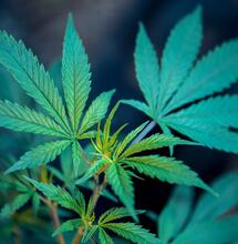 Hat Cannabis ein Verfallsdatum?