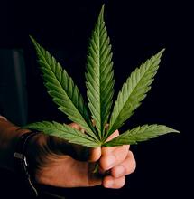 Cannabis News Deutschland, Österreich und Schweiz
