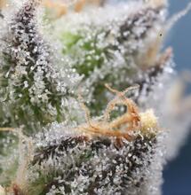 Quando tagliare le piante di cannabis? I tricomi ci aiutano a capirlo