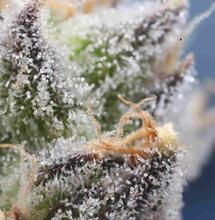 Todo acerca de los tricomas