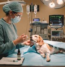 Cannabis in sala operatoria: la nuova frontiera per la sedazione degli animali