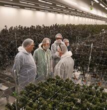 Visitamos Hollandse Hoogtes: así funciona la marihuana legal en Países Bajos
