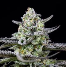 Propiedades de sales de Epsom para marihuana