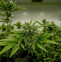 Nutrientes minerales orgánicos en la marihuana