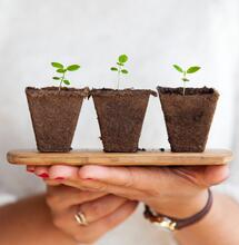 Salinidad en el suelo para marihuana