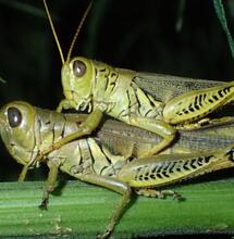 Identifica y combate plagas y hongos en la marihuana.