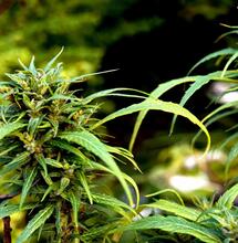 La revegetación del cannabis